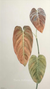 Philodendron melanochrysum, backlit