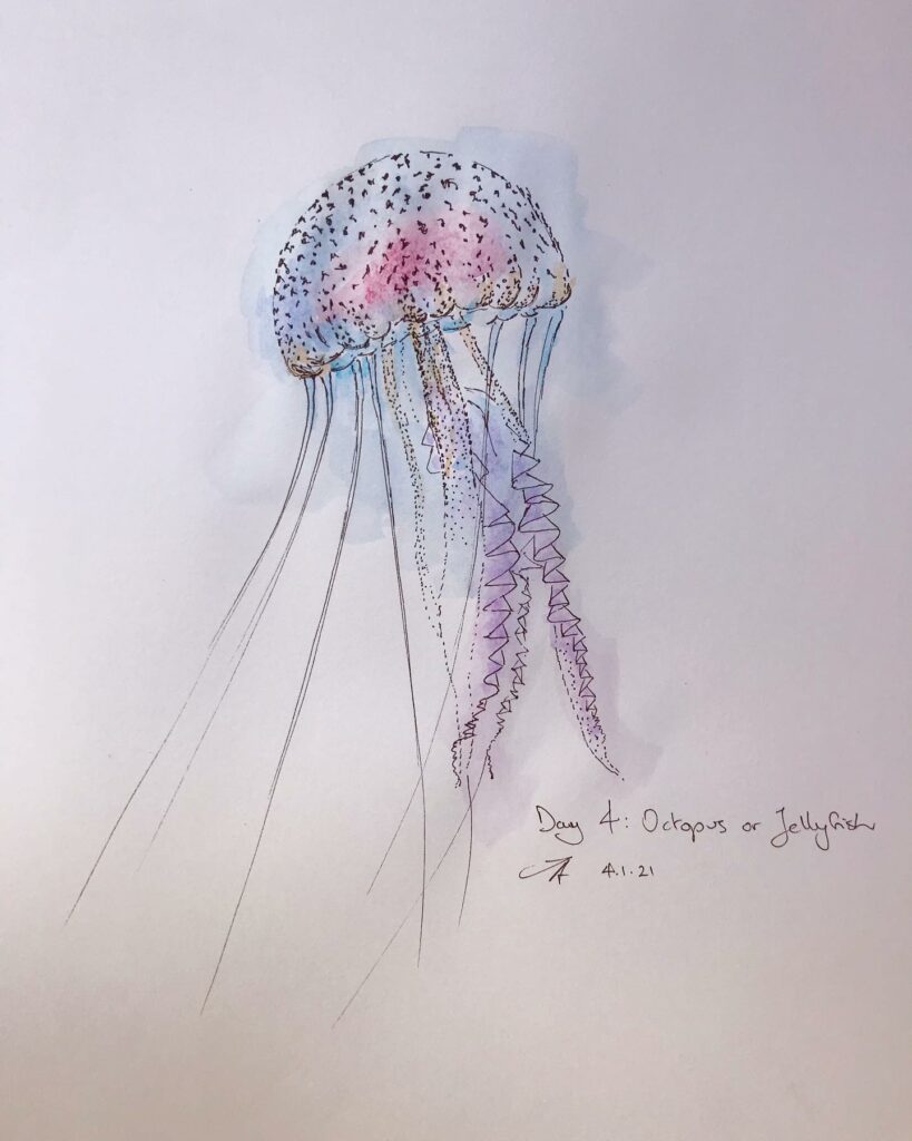 Day 4 Octopus Or Jellyfish